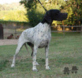 Pedigree ECLIPSE DU CAP VALENTIN Pedigree ECLIPSE DU CAP VALENTIN